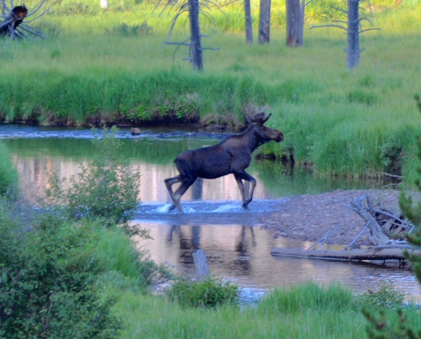 The Wild Life of Rocky Mountain National Park | Laurel Kallenbach