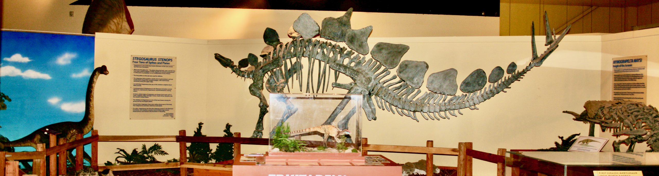 Stegosaurus fossil dinosaur license plate approved in Colorado